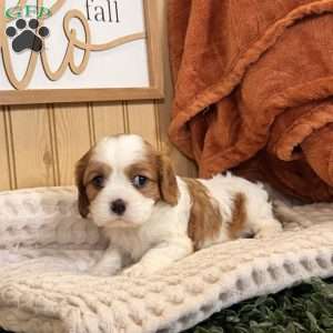 Carlet, Cavalier King Charles Spaniel Puppy